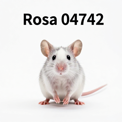 Mouse Slim Rosa 04742